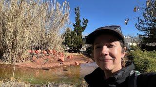 Swifty Travels is live at the Albuquerque Zoo! Explore with me!