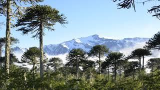 Araucaria - Monkey Puzzle trees - Conguillio -  Chile