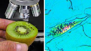 Kiwi Fruit Under Microscope