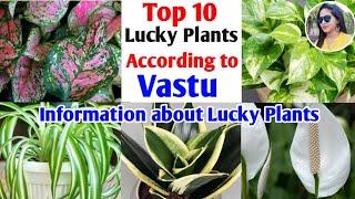 Top 10 Lucky Plants for 2021|Fengshui Plants | Lucky Plants for Home & Work Place | Lipsha world