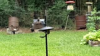 Squirrel, The Professor tries for the birdseed again