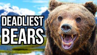 Ranking All 8 Bear Species From Least Deadly To Deadliest