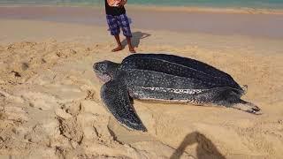 Turtle going out to sea from Brandon Barbados