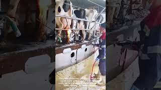 Cow Udder Singeing Keeps Them Healthy and Milk Clean