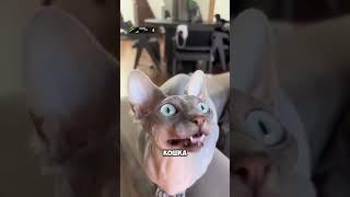 #кот #кошка #кошки #питомцы #гороскоп #знакизодиака