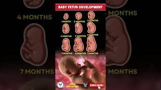 From Bump to Baby: A Magical Month by Month Journey Inside the Womb
