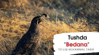 TUSHDA BEDANA TABIRI | TUSHDA BEDANANI KO'RSA NIMALAR BO'LADI