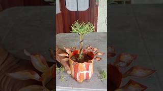 portulaca pruning #portulaca #portulacaflower #portulacaplant #gardening #video
