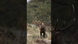 It's Go-Time! Elk Season 2024 #destinationelk #elkhunting #elk101