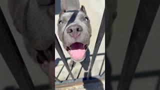 Come on  #puppies #dogs #americanbully