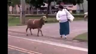 Kozioł z jajami !!! Extreme Goat