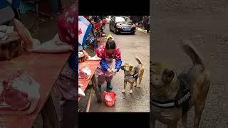 The Great Doggo Market Adventure!