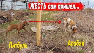 Жесть !!! Алабай пришел на территорию питбулей !!! Что было дальше !!!???