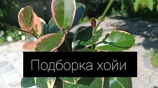 Подборка хойи 🪷🪴 Hoya obovata variegata, thomsonii, Australis bloody, buottii и другие