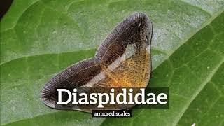 How Does Diaspididae Look? | How to Say Diaspididae in English? | What is Diaspididae?