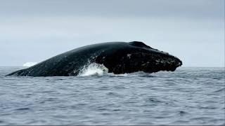 What clever hunting technique do humpback whales use?