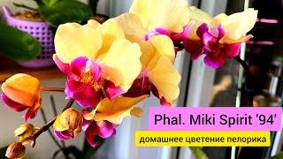 Редкая орхидея, пелорик, фаленопсис Phal. Miki Spirit '94'  О гибриде строении и особенности цветов