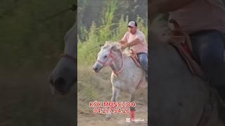 ОТ СОТИЛАДИ #ot #horse #лошадки