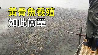 黃骨魚的秘密，養殖過程大開眼界