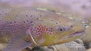 Atlantic Salmon female on low water in a river in Norway