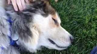 We met a Timber Wolf/Alaskan Malamute Cross Breed