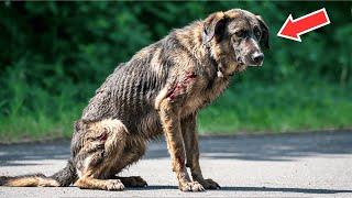 No One Notices The Shivering Stray—Until A Retired K9 Handler Sees His True Identity