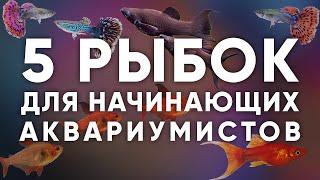 5 неприхотливых аквариумных рыбок для начинающих 2021