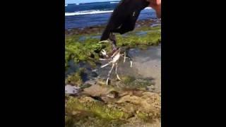Lana and da big crab
