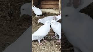 Abdul Love Pigeons Short Video #kabootar