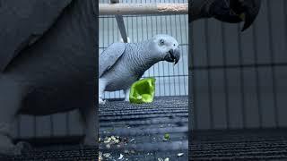 African Grey