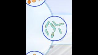 What is a Toxoid Vaccine?