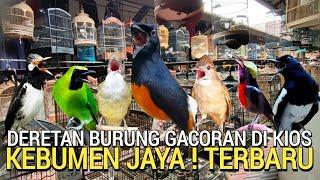 PILIH-PILIH ! BURUNG GACORAN MURAH DI KIOS PASAR BURUNG PRAMUKA HARI INI MURAI BATU KACER CUCAK IJO