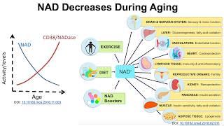 Are there foods that can increase NAD? (Part I)