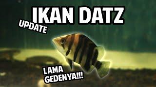 KESEL MIARANYA!!! Update IKAN DATZ yang Lama Gedenya!