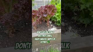My edible #garden how to get endless supply of #lettuce #growing #salad