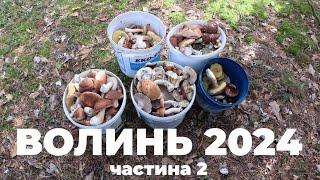 Грибалка на Волині. Гриби Осінь 2024. Частина 2