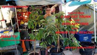 AVOCADO TREE  FROM SEED! part 1, how to Make a BIG FAT TRUNK  and THICK! PHILA TV!