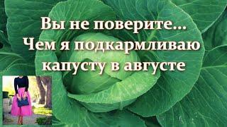 Чем подкормить и удобрять капусту в августе в период завязывания кочанов. Подкормка поздней капусты