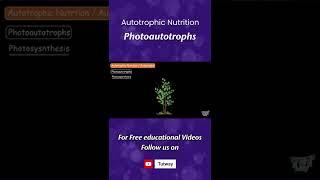 Photoautotrophs | Autotrophs | Autotrophic Nutrition | Plants | Autotrophs & Heterotrophs #shorts