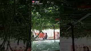 вкусная помидорина. кому хочется?