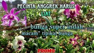 Promo bunga anggrek indah.