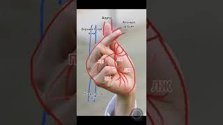 Теперь тебе проще запомнить базовую анатомию сердца