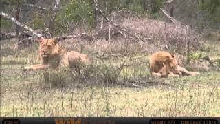 WildEarth Safari: Lions!!  (part one)