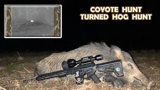 Coyote Hunt Turned into a Hog Hunt