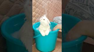 #sinchi Bathing Style   #cutecat #catfunny #viral