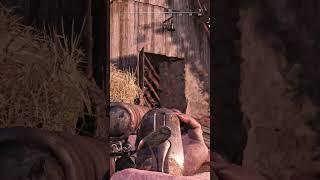 Ромерка на все случаи жизни в Hunt Showdown #shorts #hunt #huntshowdown #хант