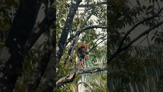 A monkey's agile hands and feet are key to its survival in nature #monkey #facts #animals #shorts