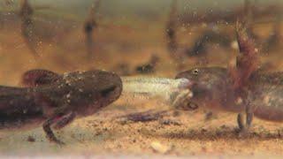 Four Spotted Salamander Larvae competing for a tadpole (Ambystoma maculatum)