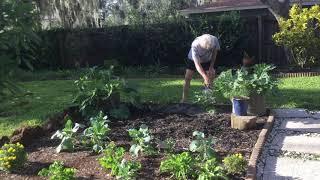 4 different ways to garden when you move to Sarasota, Florida