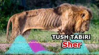 Sher tushda tush tabiri - Тушда шер ko'rsa